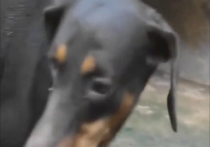 Knotty dog makes it difficult for mate to escape