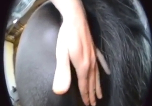 Rubbing horse pussy to make the animal hornier