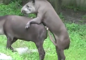 Tapir fucks another tapir with its long cock