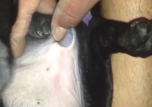 Tiny animal is going to get fucked so fucking deep