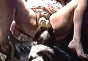 Zoo porn is now all about zoophilic gape and more