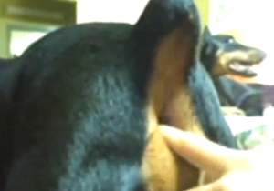 Zoo sex with a Doberman that enjoys hot fingering
