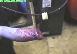 Bestiality porn shows a dog that can cum loads