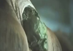 Zoo XXX focusing on that cow's shitter and shit