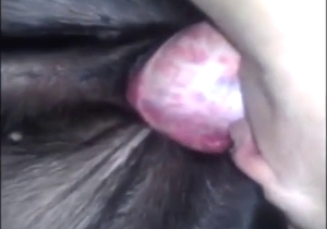 Slutty wife featured in zoophile porn with gape