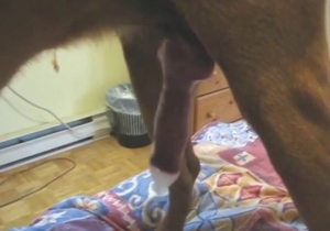 Condom used in zoo sex with plenty of teasing