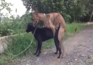 Amazing zoo XXX with doggystyle, hot moaning