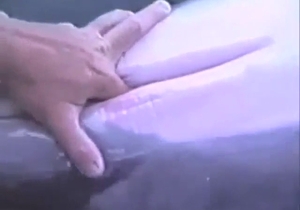 Dolphin pussy fingered in zoo porn, it's mental