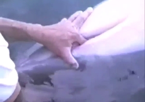 Dolphin pussy fingered in zoo porn, it's mental