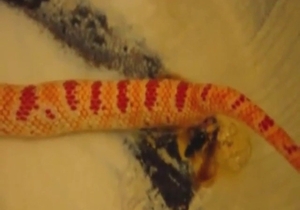 A different look at spicy snake XXX in zoo porn