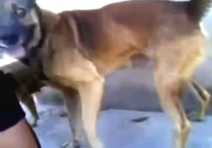 Hot bestiality porn with sexy animals crushing it