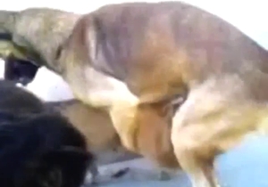 Hot bestiality porn with sexy animals crushing it