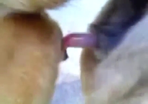 Hot bestiality porn with sexy animals crushing it