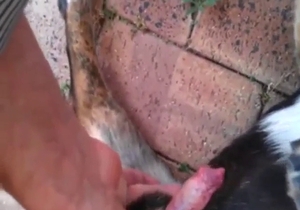 Porn showing crazy sucking: bestiality porn XXX
