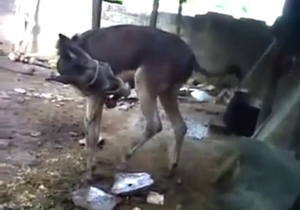 Donkey masturbation session with lots of teasing