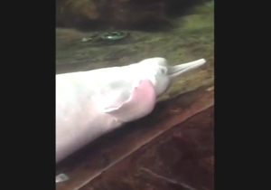 Dolphin and fish fuckery with legit orgasms
