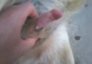 Dog's cock is getting jerked by a savage zoophile