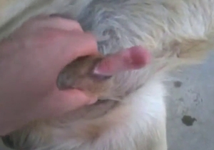 Dog's cock is getting jerked by a savage zoophile