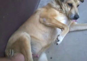 Dog's cock is getting jerked by a savage zoophile