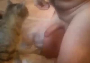 Hot bestiality porn with a cat taking his penis
