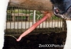 Good horse is enjoying oral sex